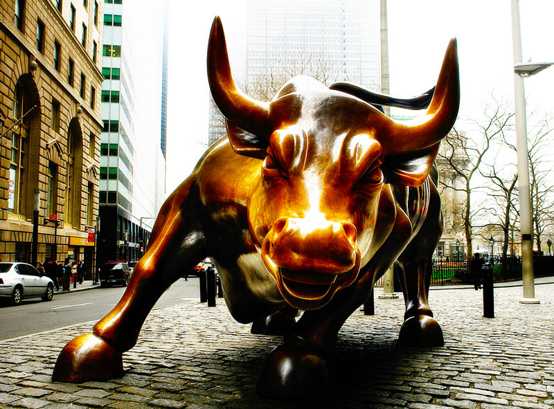 bull